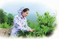 亿万28,油茶莳植生产加工销售,植物油莳植生产加工销售