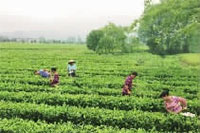 亿万28,油茶莳植生产加工销售,植物油莳植生产加工销售