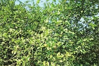 亿万28,油茶莳植生产加工销售,植物油莳植生产加工销售