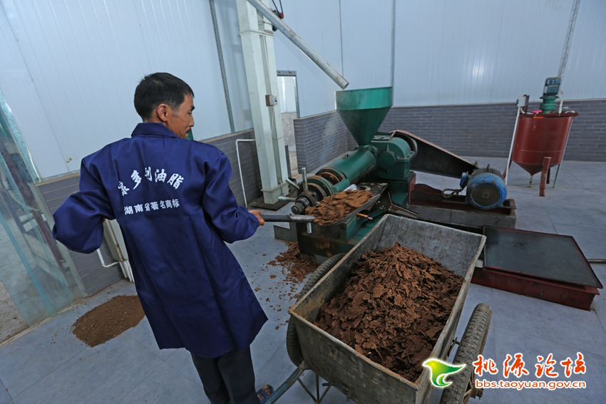 亿万28,油茶莳植生产加工销售,植物油莳植生产加工销售