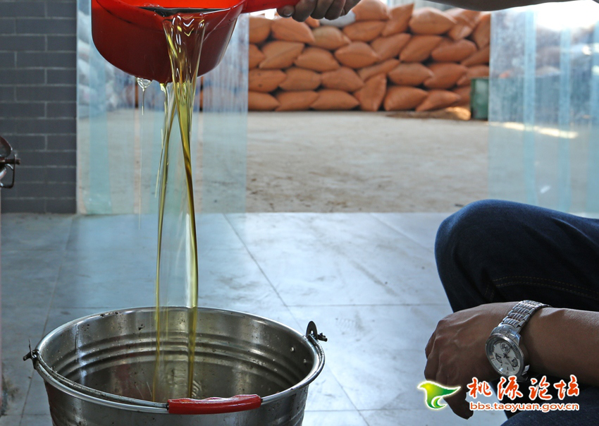 亿万28,油茶莳植生产加工销售,植物油莳植生产加工销售