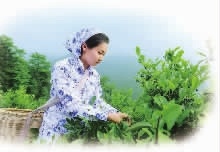 亿万28,油茶莳植生产加工销售,植物油莳植生产加工销售