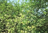 亿万28,油茶莳植生产加工销售,植物油莳植生产加工销售